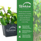 Ficus Tree - Live Starter Plants in 2 Inch Pots - Stunning Easy Care Interior Houseplant
