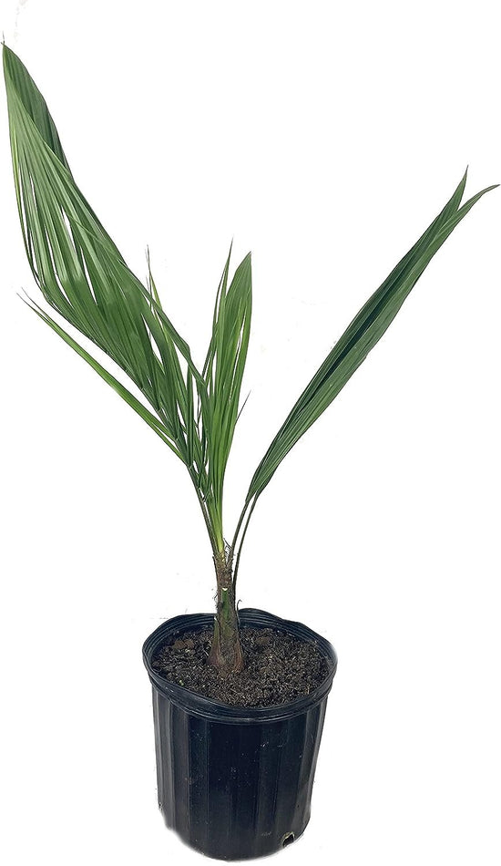 Mule Palm - Live Plant in a 3 Gallon Growers Pot - Xbutiagrus Nabonnandii - Rare Ornamental Palms of Florida
