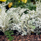 Silver Dusty Miller Plant - Live Plants in 4 inch Pots - Beautiful Flowering Annuals for Gardens and Patios - Finished Plants Ready for The Garden