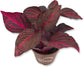 Bloodleaf Plant - Chicken Gizzard Plant - Beefsteak Plant - Live Starter Plants in 2 Inch Pots - Iresine Herbstii - Vibrant Colorful Easy Care Indoor Outdoor Houseplant