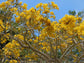 Yellow Tabebuia Trumpet Tree - Live Plants in 4 Inch Pots - Handroanthus Chrysanthus - Beautiful Flowering Tree