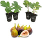 Fig Tree - 4 Live Starter Plants - Ficus Carica - Edible Fruit Tree for The Patio and Garden