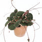 Strawberry Begonia - 4 Live Starter Plants in 2 Inch Pots - Saxifraga Stolonifera Tricolor - Rare and Beautiful Indoor Houseplant or Garden