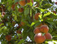Peach Tree - Live Tree in a 3 Gallon Pot - Prunus Persica &