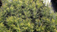 Fern Podocarpus - 3 Live Plants in 4 Inch Growers Pots - Podocarpus Gracilior - Rare Ornamental Trees of Florida