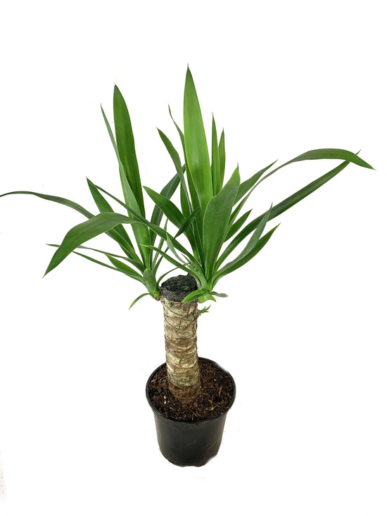 Yucca Cane Plant - Live Plant in a 6 inch Pot - Yucca Guatemalensis - Beautiful Easy Care Air Purifying Indoor Houseplant