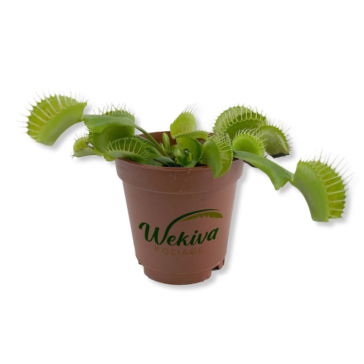 easiest carnivorous plants to grow indoors Carnivorous Pitcher Plant - Live Starter Plant in a 2 Inch Pot - Nepenthes St Gaya
