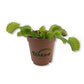 Carnivorous Tropical Plants - Live Starter Plants in 2 Inch Pots - Beautiful Easy Care Indoor Tropical Carnivorous Plants