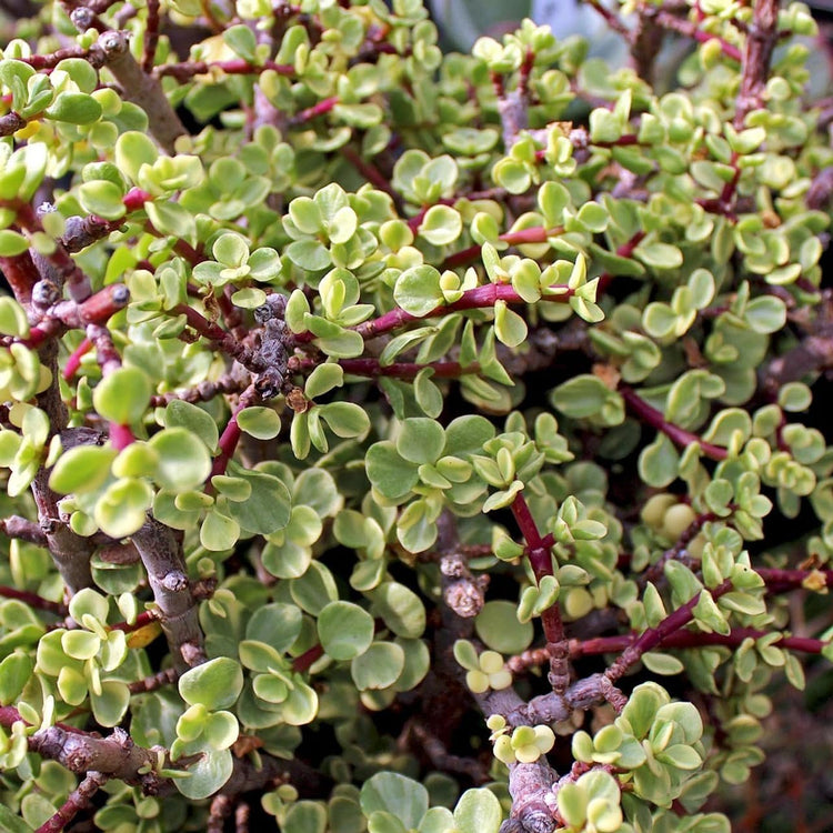 mini leaf jade plant Mini Leaf Jade Plant - Live Starter Plants in 2 Inch Pots