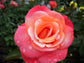 Colorific Rose Bush - Live Starter Plants in 4 Inch Pots - Beautifully Fragrant Heirloom Rose from Florida