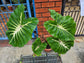 Colocasia Elephant Ear Plant - 4 Live Starter Plants - Colocasia Esculenta - Beautiful Large Leaf Foliage Starter Multipack