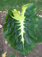 Colocasia Elephant Ear Plant - 4 Live Starter Plants - Colocasia Esculenta - Beautiful Large Leaf Foliage Starter Multipack