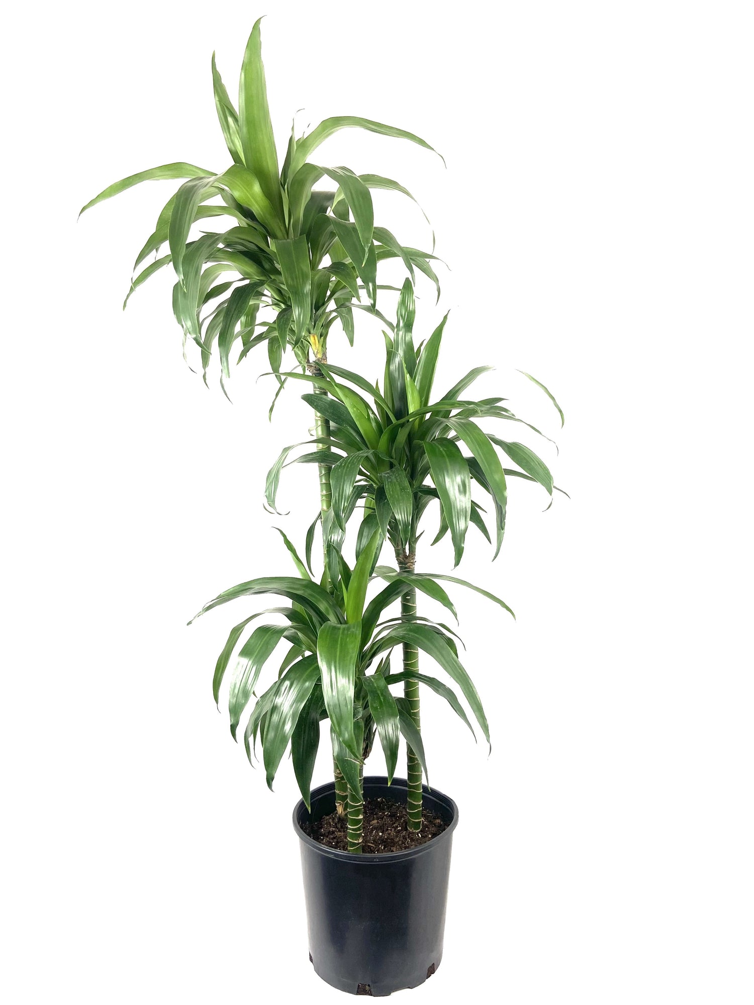 dracaena lisa benefits Dracaena Lisa Elegance Cane - Live Plant in a 10 inch Pot - Dracaena Deremensis