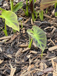 Colocasia Elephant Ear Plant - 4 Live Starter Plants - Colocasia Esculenta - Beautiful Large Leaf Foliage Starter Multipack