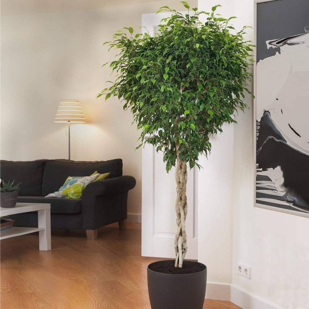 weeping plant indoor Ficus Benjamina Weeping Fig Braided Tree - Live Plant in a 10 Inch Pot - Ficus Benjamina
