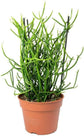 Firesticks Pencil Cactus - Live Plants in 2 Inch Pots - Euphorbia Tirucalli - Beautiful Indoor Outdoor Cacti Succulent Houseplant