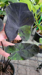 Colocasia Elephant Ear Plant - 4 Live Starter Plants - Colocasia Esculenta - Beautiful Large Leaf Foliage Starter Multipack