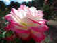 Cherry Parfait Rose Bush - Live Starter Plants in a 4 Inch Pots - Beautifull Rose from Florida - A Beautiful Rose with Soft Creamy Petals in a Rich Cherry Red Hue