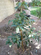 Avocado Tree - Live Tree in a 3 Gallon Pot - Grower&