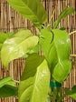 Philodendron Lemon Lime - Live Plant in a 6 Inch Growers Pot - Philodendron Hederaceum Lemon Lime - Strikingly Beautiful Indoor Air Purifying Houseplant