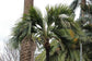Belmore Sentry Palm - Live Plant in a 3 Gallon Growers Pot - Howea Belmoreana - Beautiful Clean Air Indoor Outdoor Houseplant