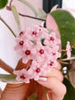 Hoya Krimson Queen Hanging Basket - Live Plant in a 6 Inch Pot - Hoya Carnosa &