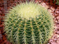 Golden Barrel Cactus - Live Plant in a 6 Inch Pot - Echinocactus Grusonii - Beautiful and Unique Cactus Succulent