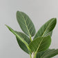 Ficus Audrey Column - Live Plant in a 10 Inch Pot - Ficus Benghalensis - Beautiful Ornamental Interior Tree