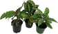 Rare Calathea Indoor Houseplant Multi-Pack - 3 Live Plants in 4 Inch Pots - Calathea Rufibarba - Calathea Freddie - Calathea Medallion - Rare and Beautiful Air Purifying Indoor Plants