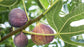 Patio Fruit Plant Variety Pack - 4 Live Starter Plants - One Each of Fig Tree, Blueberry, Pineapple, and Pomegranate - Starter Plants for Your Edible Garden