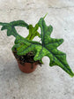 Alocasia - 4 Live Starter Plants in 2 Inch Pots - Alocasia - Florist Quality Air Purifying Indoor Plant - Nature&