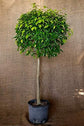 Ficus Benjamina Weeping Fig Standard - Live Plant in a 10 Inch Pot - Ficus Benjamina - Beautiful Ornamental Interior Tree