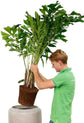 Fishtail Palm - Live Plant in a 4 Inch Pot - Caryota Mitis - Rare Ornamental Palms of Florida