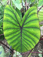 Colocasia Elephant Ear Plant - 4 Live Starter Plants - Colocasia Esculenta - Beautiful Large Leaf Foliage Starter Multipack