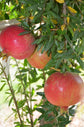 Pomegranate Tree - Live Starter Plants in 2 Inch Growers Pot - Punica Granatum - Edible Fruit Bearing Tree for The Patio and Garden