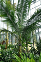Satake Palm - Live Plants in 4 Inch Growers Pots - Satakentia Liukiuensis - Rare Ornamental Palms of The World