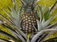 Pineapple Plant - Live Plants in 4 Inch Grower&