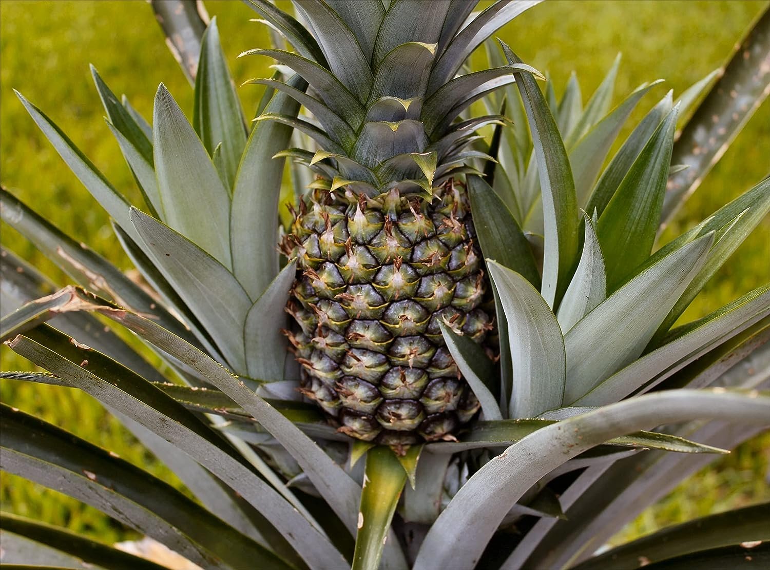 revive pineapple plant Pineapple Plant - Live Plant in a 4 Inch Grower's Pot - Ananas Comosus