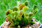 Carnivorous Tropical Plants - Live Starter Plants in 2 Inch Pots - Beautiful Easy Care Indoor Tropical Carnivorous Plants