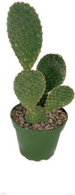 Artisan Grown Cactus Collection – 5 Live Cacti Plants in 4 Inch Pots – Growers Choice - Hand-Picked for Beauty – Perfect Plant Assortment for Indoors or Outdoors