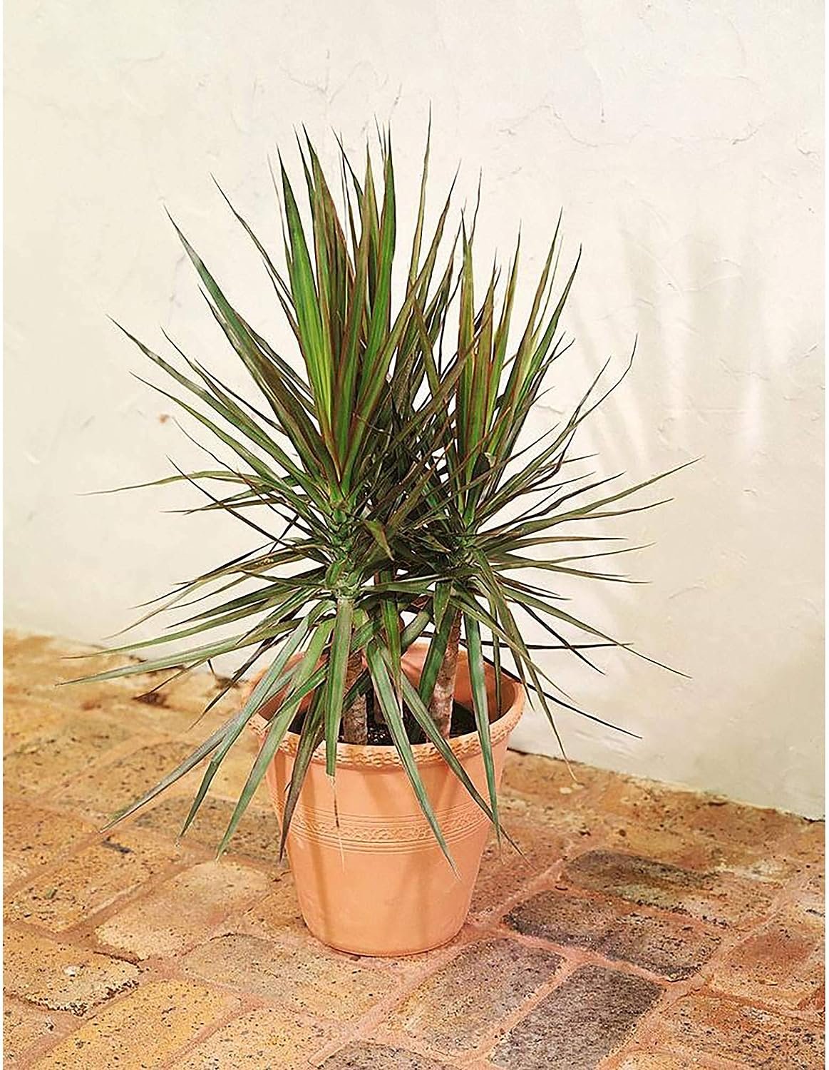 marginata bush indoor plant Dracaena Marginata Bush - Live Plant in a 10 Inch Pot