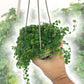 Enchanting String of Frogs Hanging Basket - Live Plant in a 4.5 Inch Hanging Nursery Pot - Ficus Pumila - Nature&