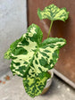 Alocasia - 4 Live Starter Plants in 2 Inch Pots - Alocasia - Florist Quality Air Purifying Indoor Plant - Nature&