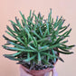 Kalanchoe Mother of Millions - Live Plant in a 2 inch Pot - Kalanchoe Tubiflora - Beautiful Indoor Outdoor Cacti Succulent Houseplant