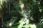 Dwarf Sugar Palm Tree - Formosa Palm - Live Plant in a 3 Gallon Grower&