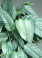 Cebu Blue Pothos - Live Plant in a 4 Inch Pot - Epipremnum pinnatum &