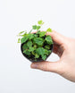 Ficus Tree - Live Starter Plants in 2 Inch Pots - Stunning Easy Care Interior Houseplant