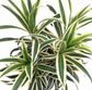 Song of India Plant - Live Plant in a 4 Inch Pot - Dracaena Reflexa - Beautiful Easy to Grow Air Purifying Indoor Plant