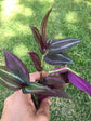 Tradescantia Wandering Jew - Live Plant in a 2 Inch Pot - Tradescantia Albiflora - Rare and Elegant Indoor Houseplant