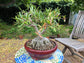 Ficus Tree - Live Starter Plants in 2 Inch Pots - Stunning Easy Care Interior Houseplant